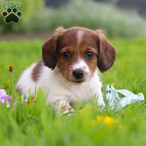 Benji, Dachshund Puppy